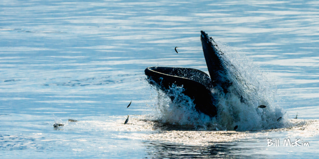 Humpback whales anywhere from 270-400 baleen plates on each side of their mouth
