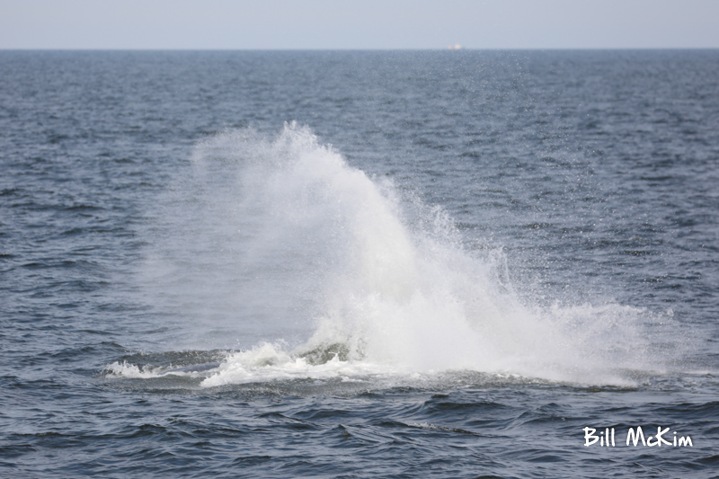 Humpback whales anywhere from 270-400 baleen plates on each side of their mouth