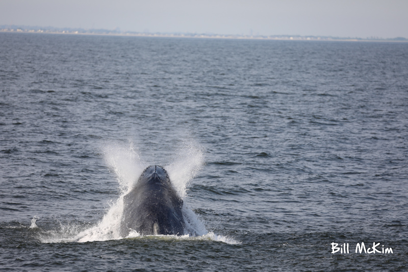 Humpback whales jersey shore photographs by bill mckim