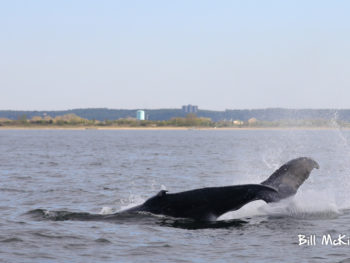 jersey shore whale watch