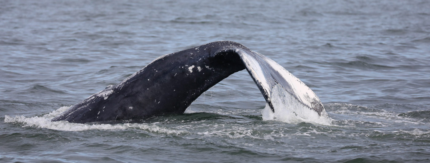 each humpback whale has a unique tail print that is how we identify them