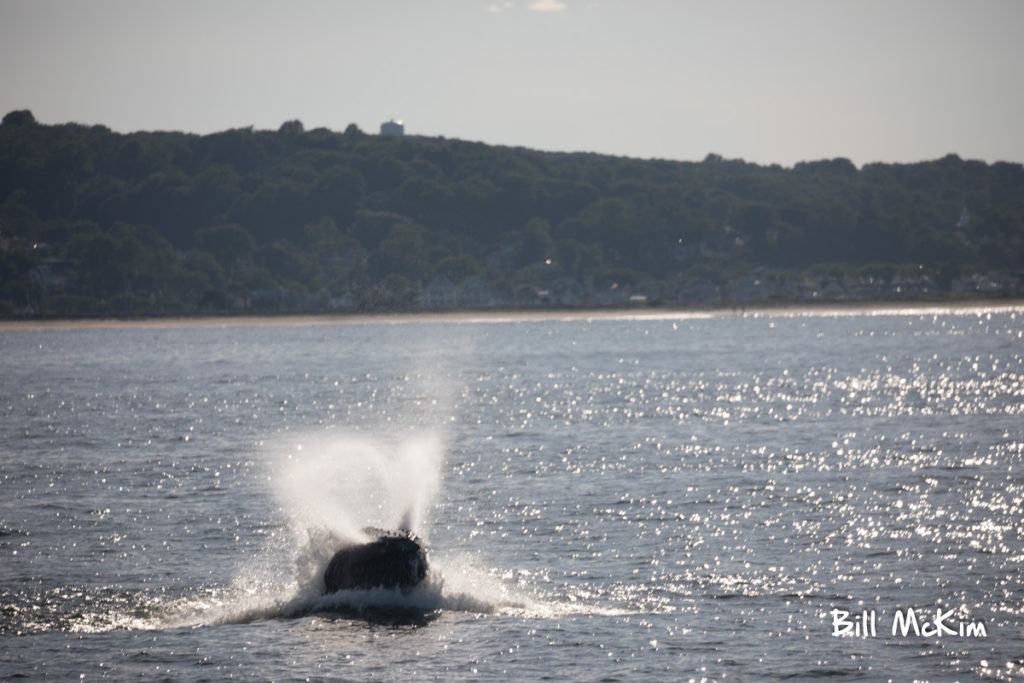 whale breaching off the coast of Monmouth county new jersey June 25th 2018