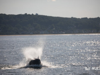 whale breaching off the coast of Monmouth county new jersey June 25th 2018