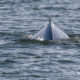 Jersey shore whale watching bill mckim june25th-4771