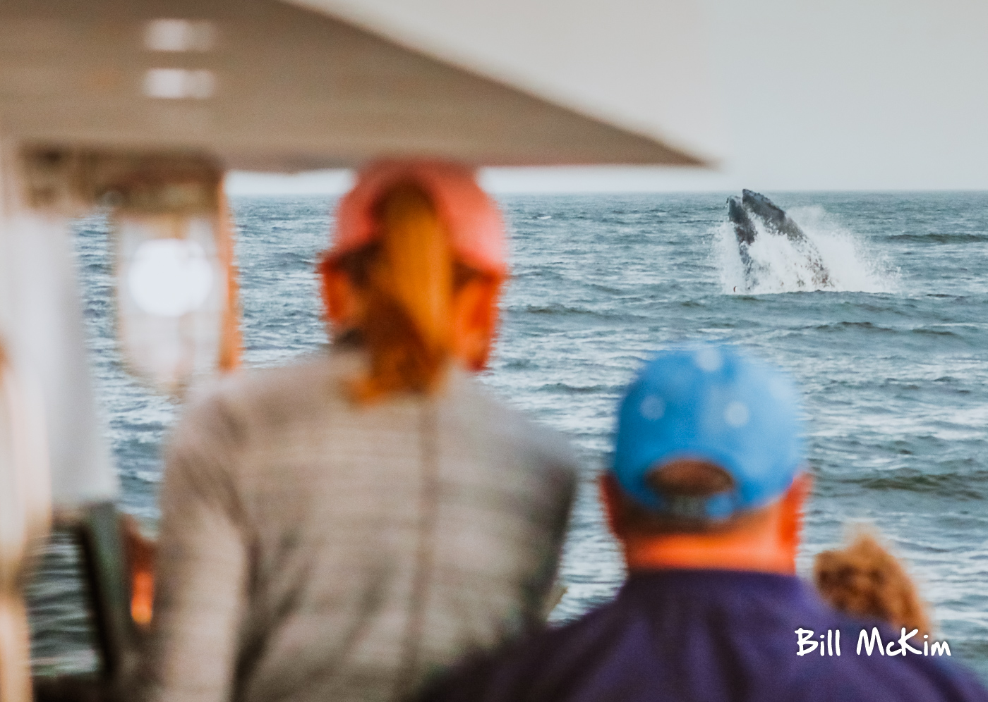 , Friday trip how many breaches?, Bill McKim’s Jersey Shore Whale Watch Tour
