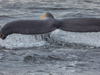 Jersey shore whale watching tour