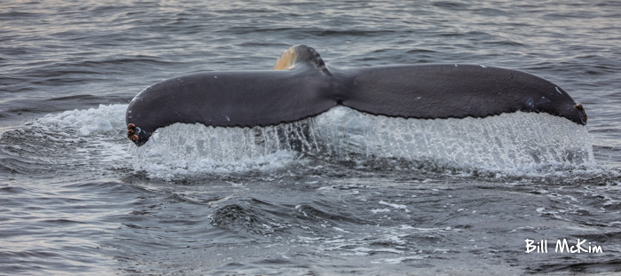 Jersey shore whale watching tour 