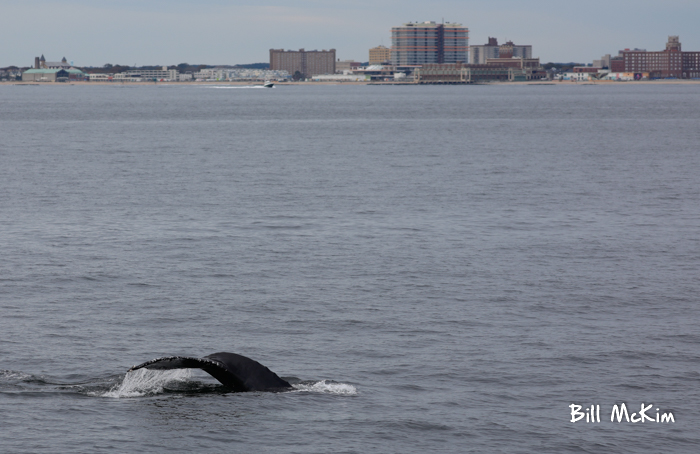 Jersey shore whale watching tour bill mckim photos 