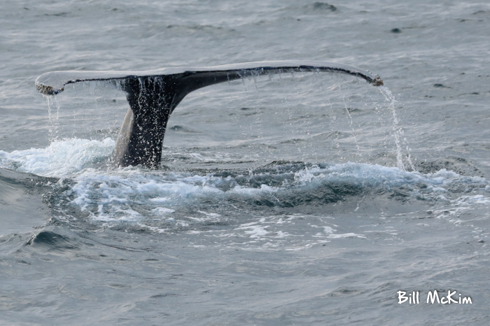 whale tail asbury park NJ 