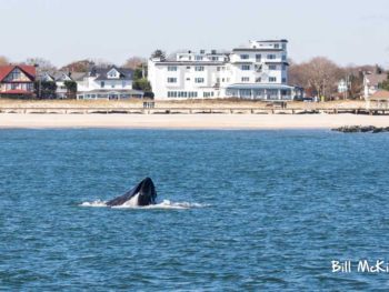 Whale watching spring lake new jersey bill mckim tour