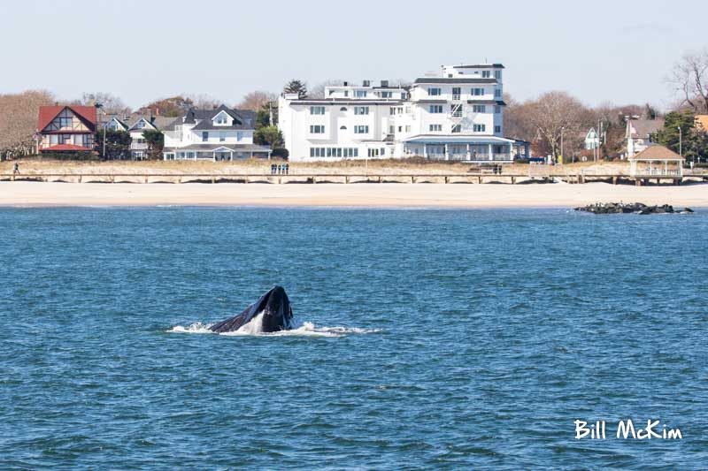 KILLER WHALE! PROPERTY OF JERSEY SHORE