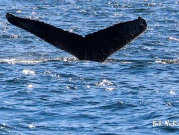 Jersey shore whale watch 2019 bill mckim