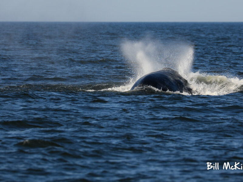 Jersey shore whale watch report June 27th 2019 photos