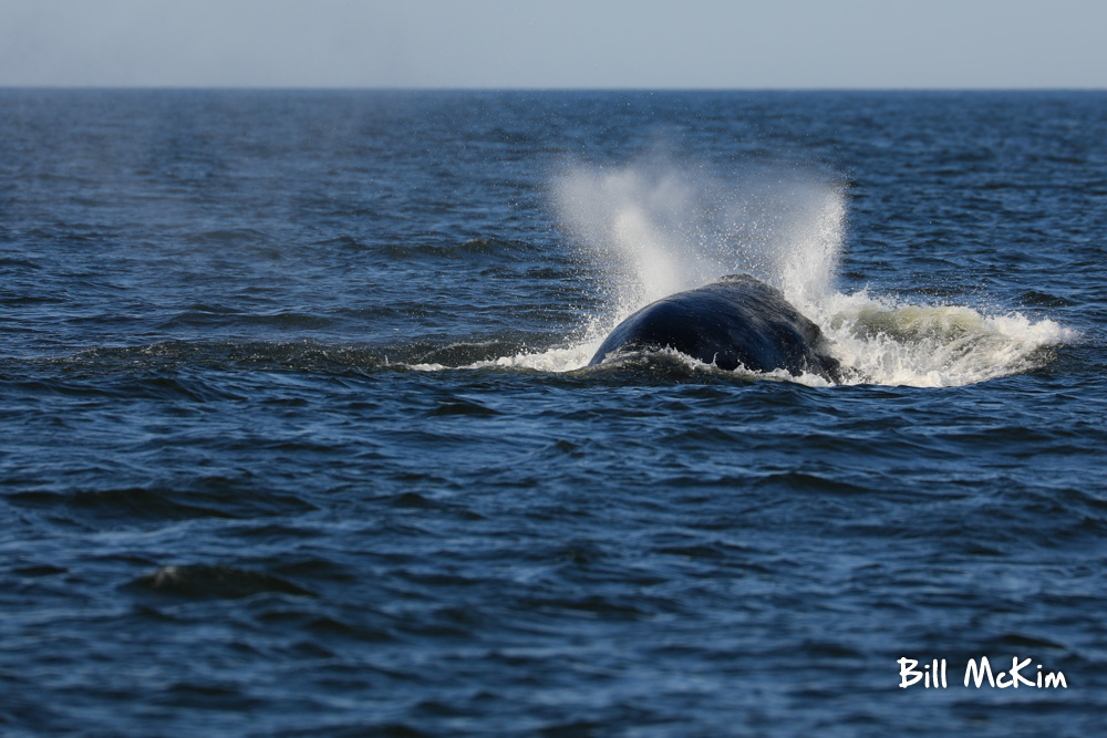 Jersey shore whale watch report June 27th 2019 photos