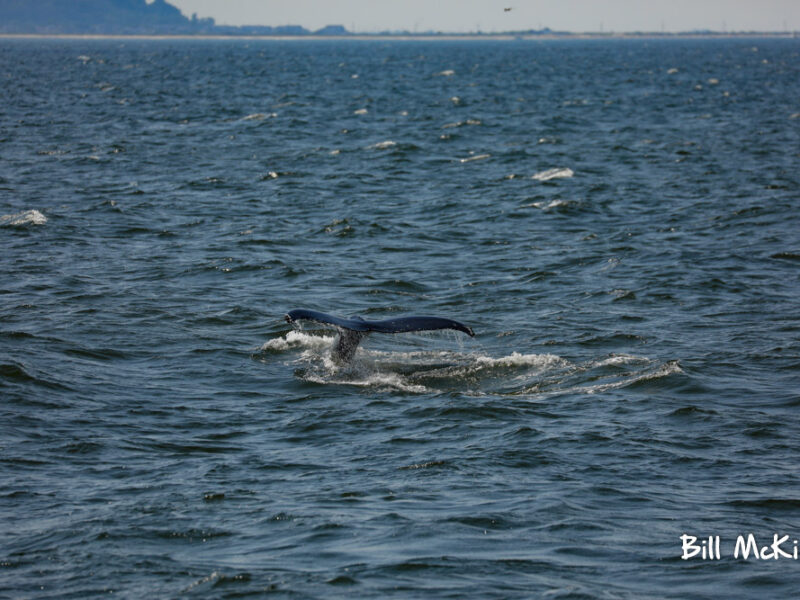 , Whale Watching trip report Sunday July 28th Fantastic!, Bill McKim’s Jersey Shore Whale Watch Tour 2023 Season