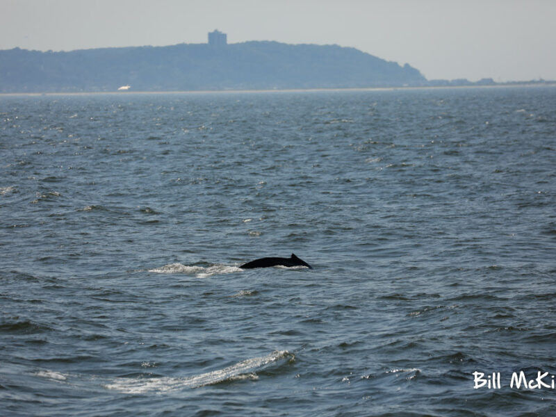 , Whale Watching trip report Sunday July 28th Fantastic!, Bill McKim’s Jersey Shore Whale Watch Tour 2023 Season