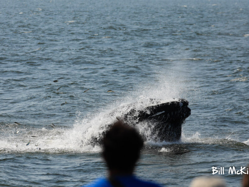 Lunge feed Humpback whale if front of our boat