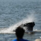 Lunge feed Humpback whale if front of our boat