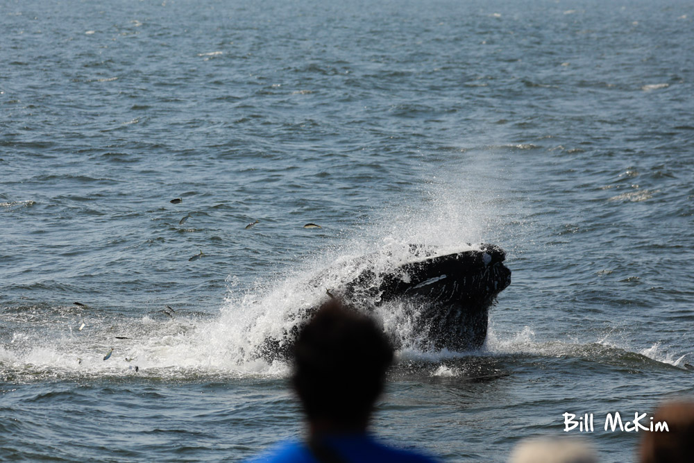 Lunge feed Humpback whale if front of our boat
