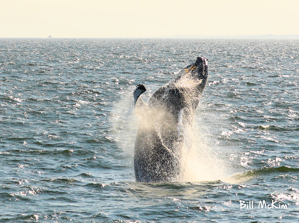 Absolutely FANTASTIC day with Jersey Shore Whale Watch! Sept 22nd Bill McKim’s Jersey Shore