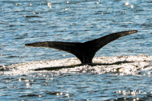 whale watching near me - Bill McKim’s Jersey Shore Whale Watch Tour