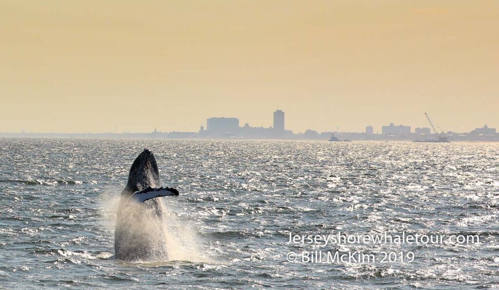 Whale Watching camera tips whale watching photography is fun Bill
