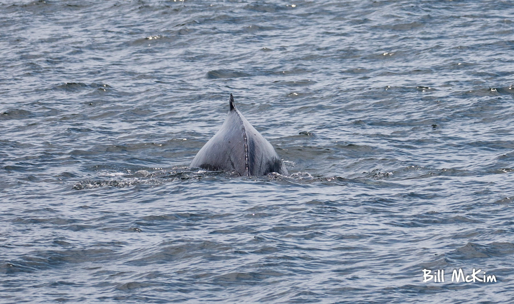 humpback whale watching tour Belmar marina