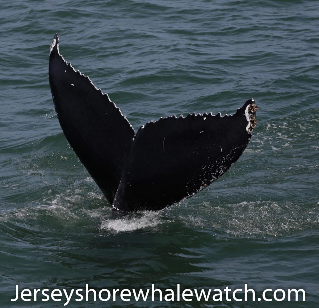 Jersey shore whale watch trip photos july 6 2020 Belmar