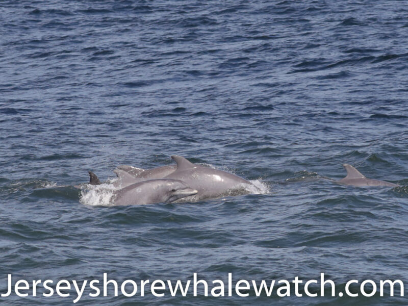 Along this three-hour tour, we point out all the various marine life – sea turtle ... Bring the entire family on this exciting Belmar, NJ whale watching trip