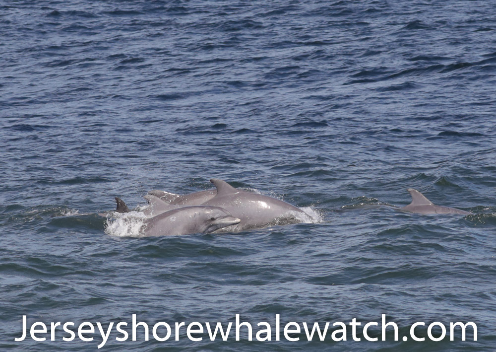 , Belmar whale watching tour review July 12 2020, Bill McKim’s Jersey Shore Whale Watch Tour 2024 Season