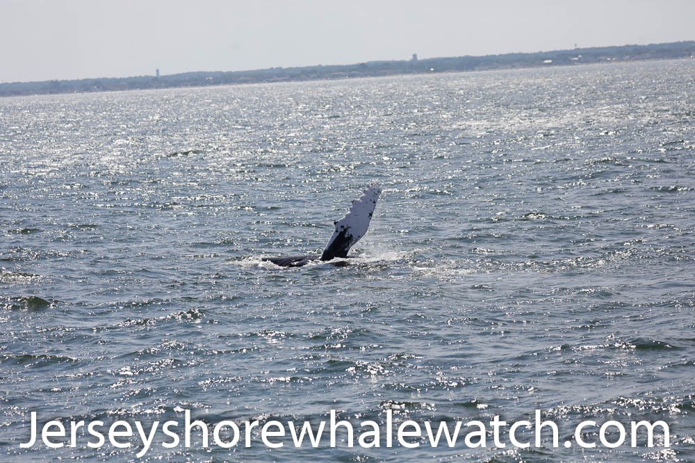 Humpback and Dolphin Love 🐋🐬❤️ Tail flukes, pectoral fin slaps, looks like he’s waving 👋 🐋 lunge feeding, missed that picture. A pod of dolphins smiling as they bow in and out of the water 🐬🌊 gorgeous animals, so. much. fun.