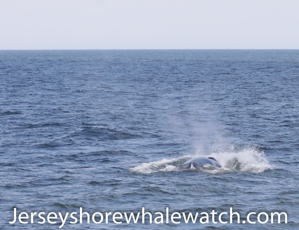 Along this three-hour tour, we point out all the various marine life – sea turtle ... Bring the entire family on this exciting Belmar, NJ whale watching trip