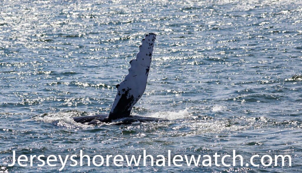 Commonly referred to as “pec slapping,” this is when a whale lying on it's side repeatedly raises a long pectoral fin into the air and slams it back to the surface with a loud splash. It's another way the whales communicate with each other. ... They may also lie on their back and slap both fins, alternately.