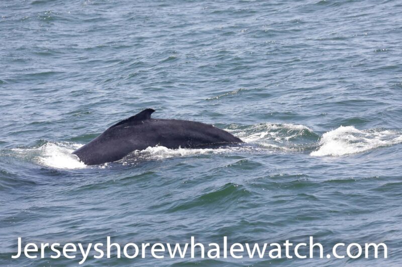 whale watching trip review belmar new jersey