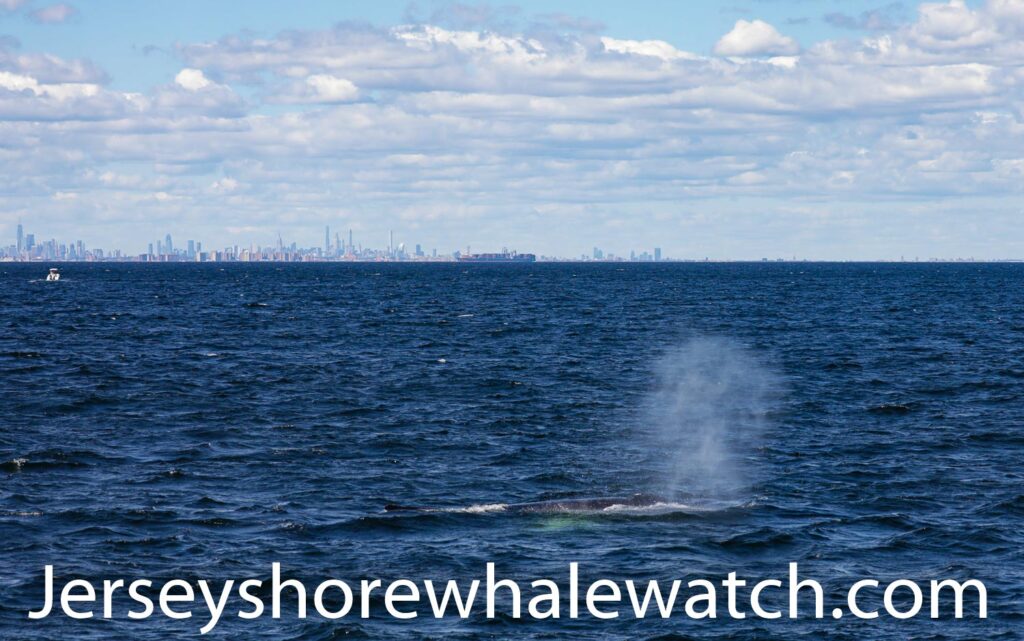 Humpback whale watching New York City 2020. Join us soon we go whale watching and we are the only ones who guarantee you will see a whale or your next trip is free!