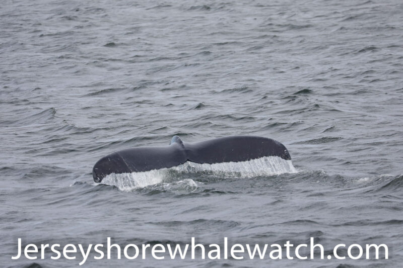 A Finback Whale on our trip! Bill McKim’s Jersey Shore Whale Watch