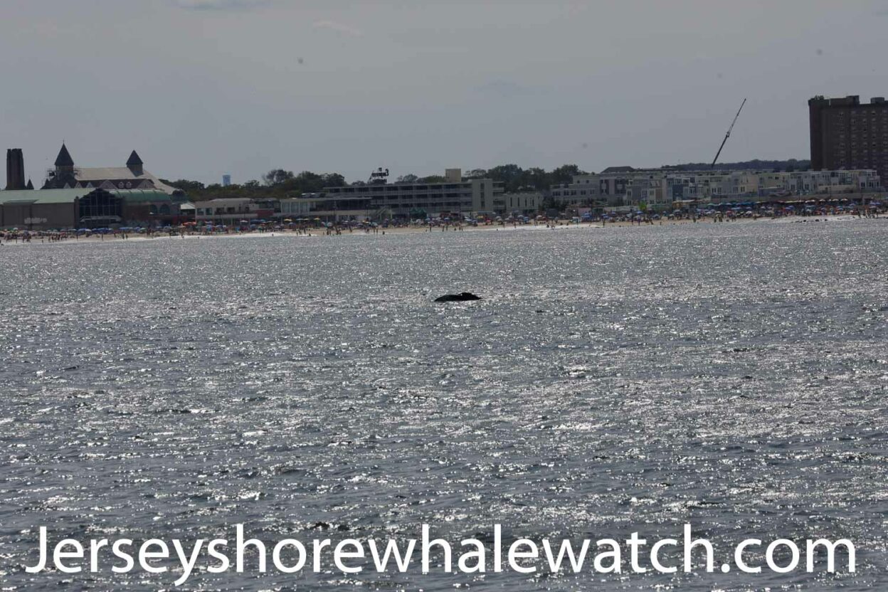 A Finback Whale on our trip! Bill McKim’s Jersey Shore Whale Watch