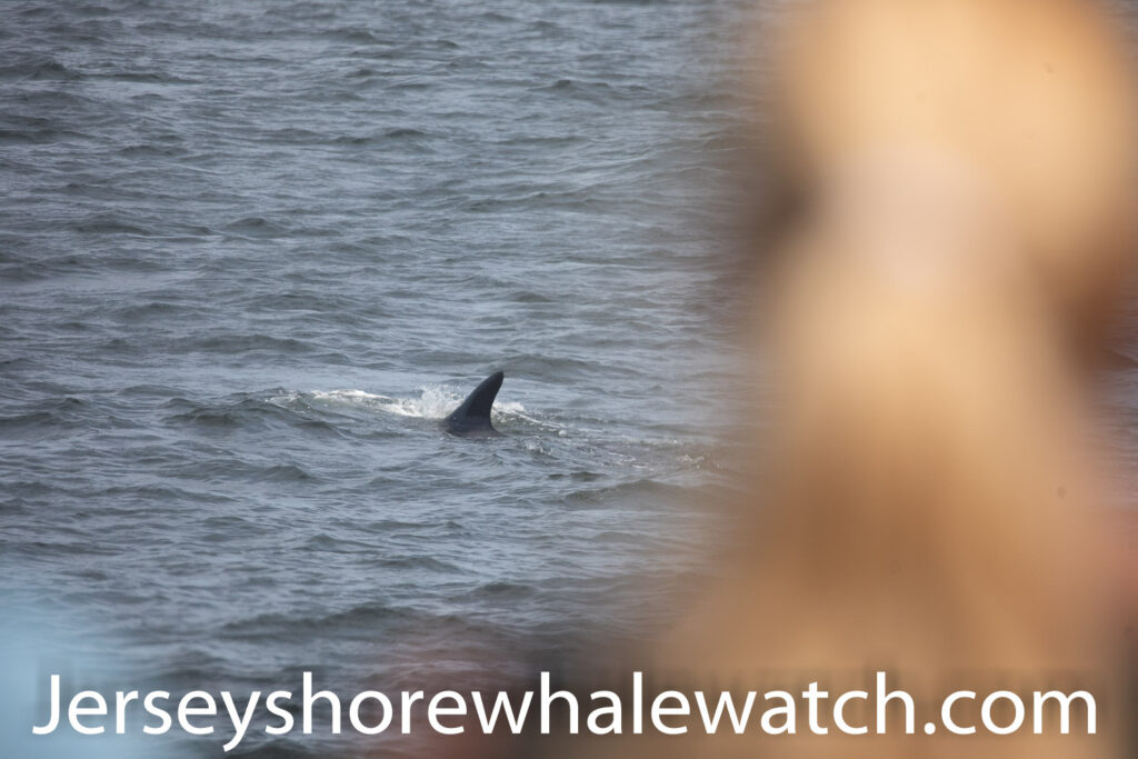 A Finback Whale on our trip! Bill McKim’s Jersey Shore Whale Watch