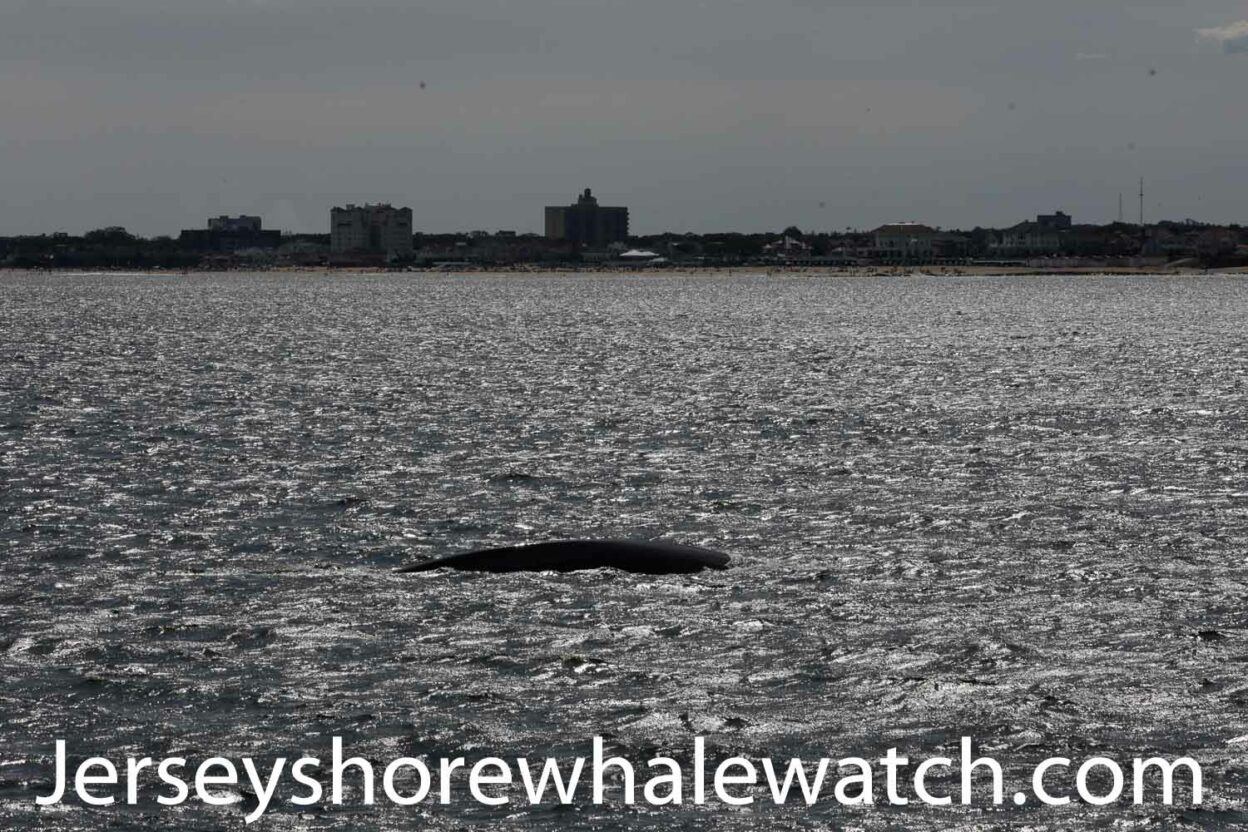 A Finback Whale on our trip! Bill McKim’s Jersey Shore Whale Watch