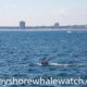 whale watching trip review belmar marina jersey shore whale watch photos by bill mckim
