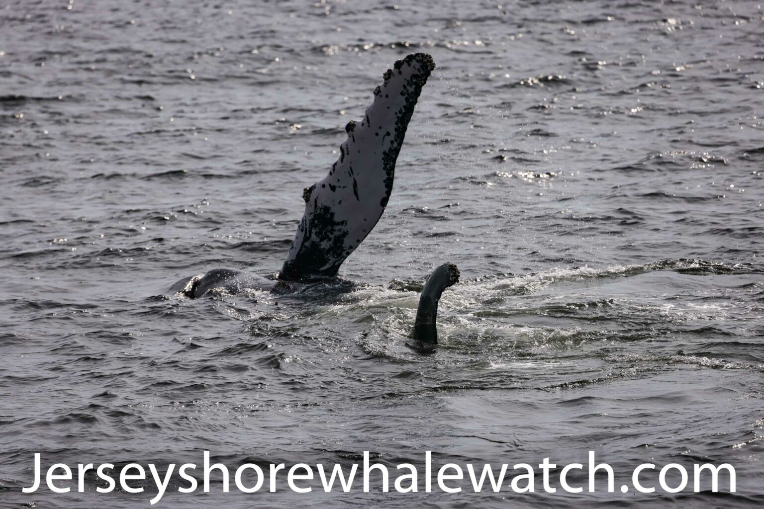 Whales September 25th trip Minke and Humpback Bill McKim’s Jersey