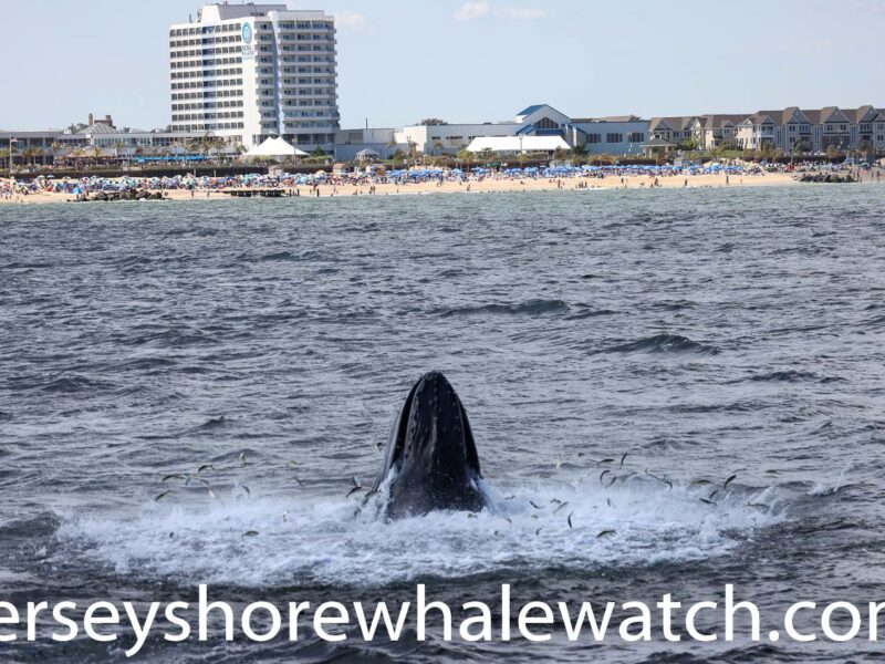 , Sept 6th photos Belmar whale watching tour, Bill McKim’s Jersey Shore Whale Watch Tour 2024 Season