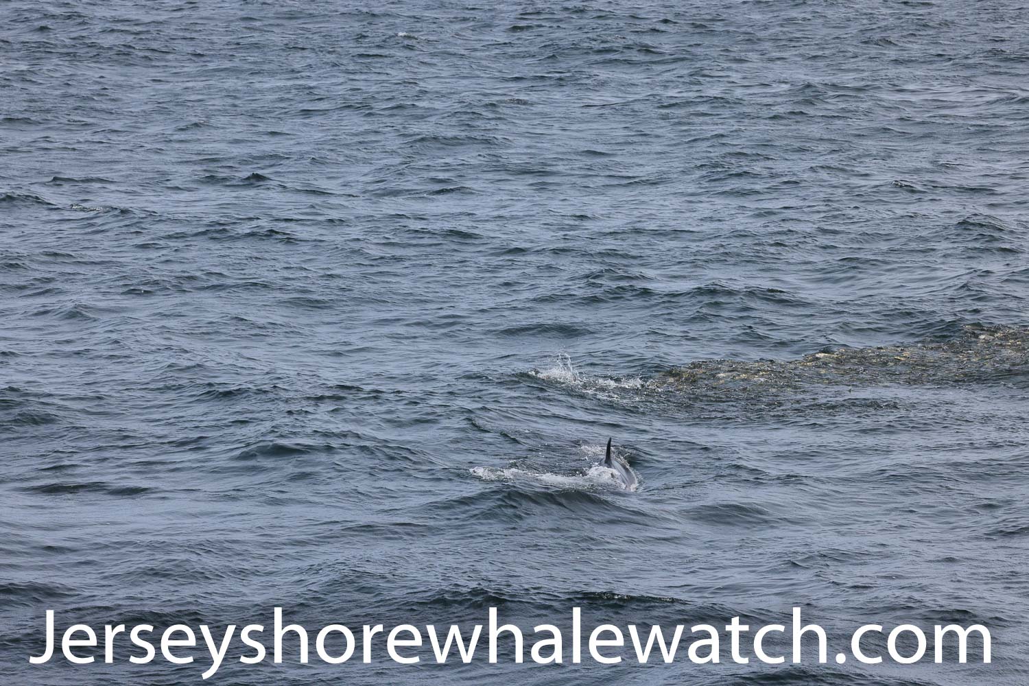 Minke whale asbury park