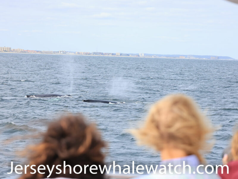 , whale watching trip 4 whales!, Bill McKim’s Jersey Shore Whale Watch Tour 2024 Season