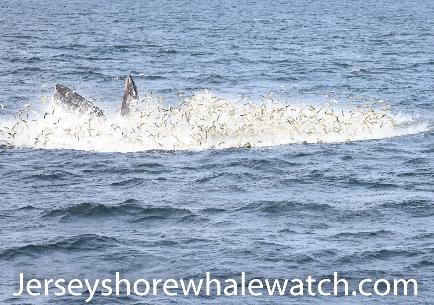 whale watching trip 4 whales! Bill McKim’s Jersey Shore Whale Watch