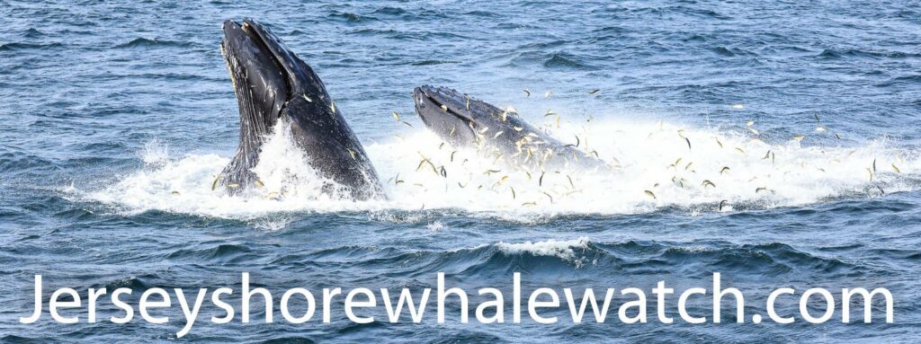 bait fish long branch nj , whales love menhaden fish