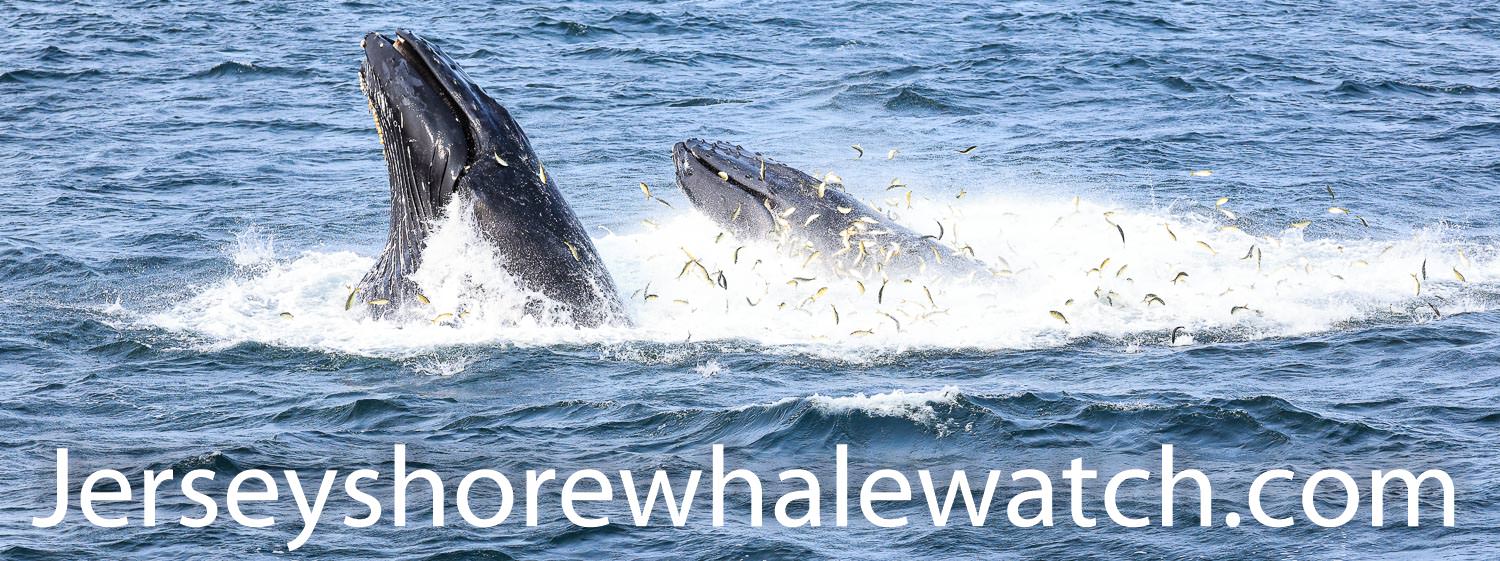 , Friday trip how many breaches?, Bill McKim’s Jersey Shore Whale Watch Tour