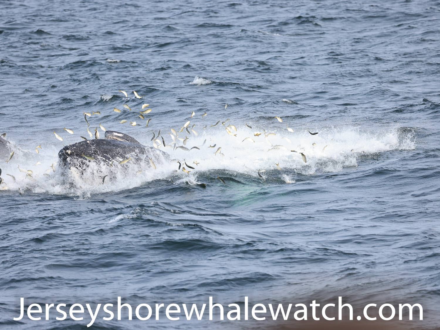 whale watching trip 4 whales! Bill McKim’s Jersey Shore Whale Watch