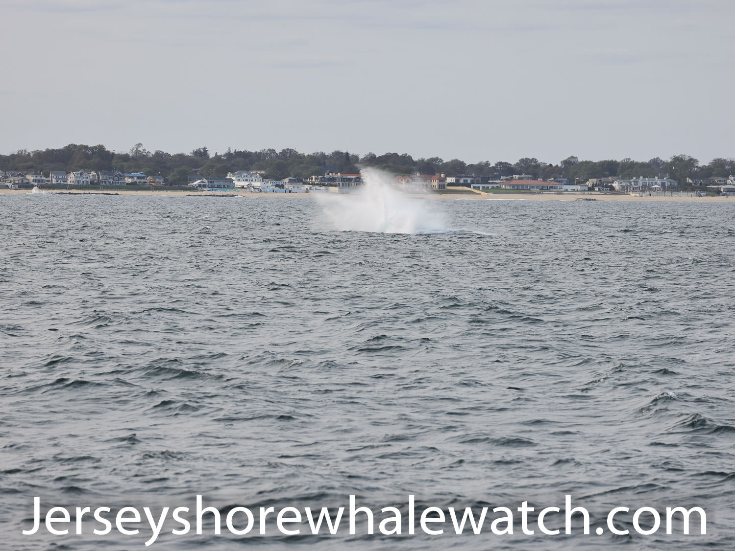 , whale watching trip 4 whales!, Bill McKim’s Jersey Shore Whale Watch Tour 2024 Season