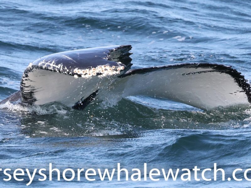 , Sept 6th photos Belmar whale watching tour, Bill McKim’s Jersey Shore Whale Watch Tour 2024 Season